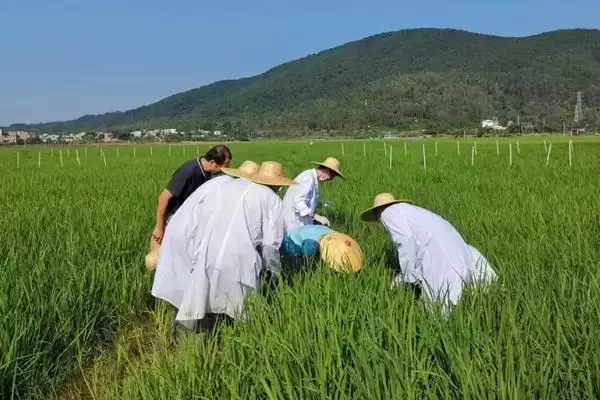 图片[4]-如何正确使用吡嘧磺隆，水稻幼苗期药害及使用要点-会东网