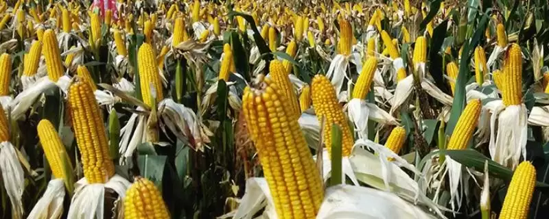 美乐918玉米品种特性揭秘，中抗灰斑病优势受关注-会东网