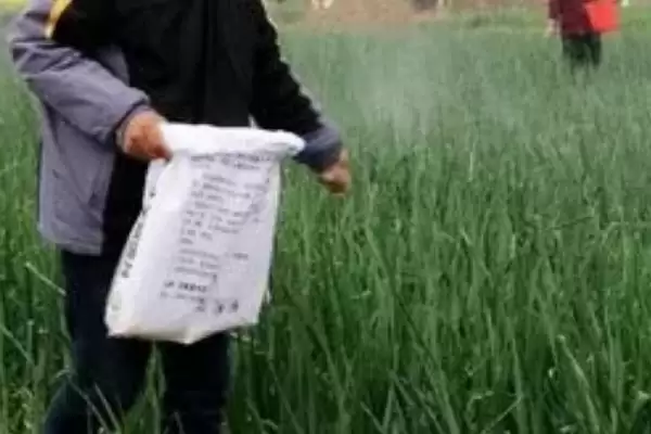 图片[4]-镁肥对植物作用揭秘，助力作物增产效果显著-会东网