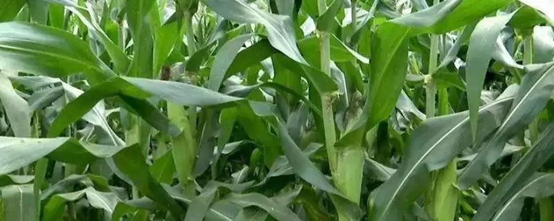 瑞白6号玉米种子介绍，中抗纹枯病能力体现-会东网