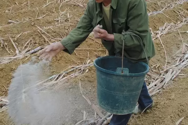 图片[4]-农业酵素菌肥制作有招，红糖果蔬叶兑水装瓶即制成-会东网