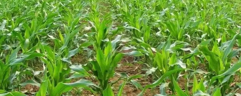 垦吉514玉米种子上线,早熟品种定位要点公布-会东网