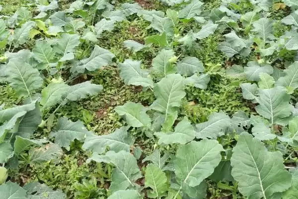 图片[3]-苤蓝怎么种植？如今种植的人为何比较少-会东网
