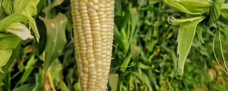 瑞秋33玉米种子介绍，中抗茎腐病能力体现-会东网