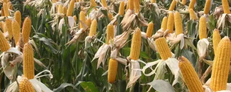 平玉808玉米种子特征特性，全生育期133天的生长周期-会东网