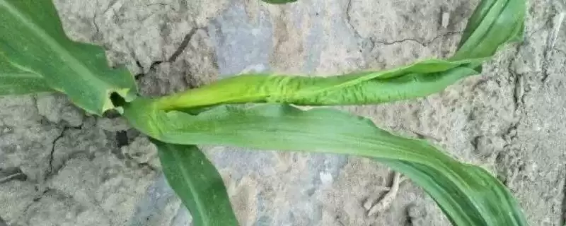 鸣玉263玉米种登场,高抗茎腐病优势凸显-会东网