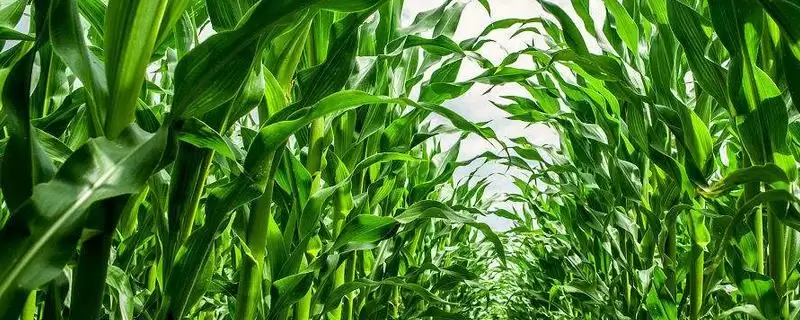 兰玉528玉米品种特性揭秘,中等肥力地块播种要点解读-会东网