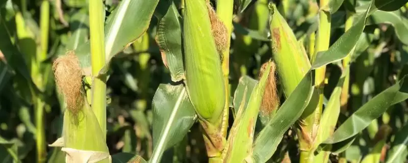 凉都青1号玉米种子特性揭秘,播种前犁耙土地要点解读-会东网