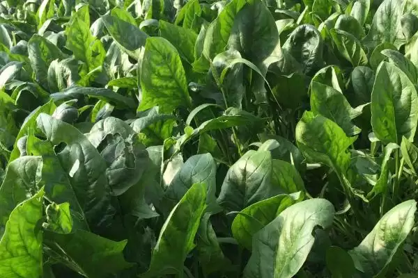 图片[6]-立秋后农作物种植揭秘，油菜、红菜苔、萝卜等推荐解读-会东网