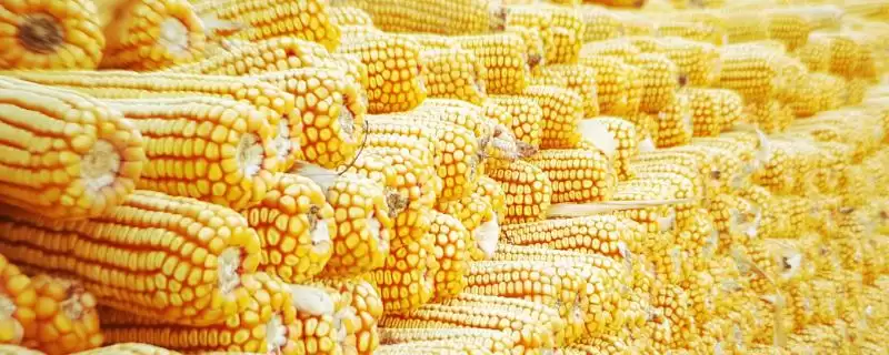 璐玉甜糯1338玉米种子登场,防丝黑穗和瘤黑粉病要点-会东网