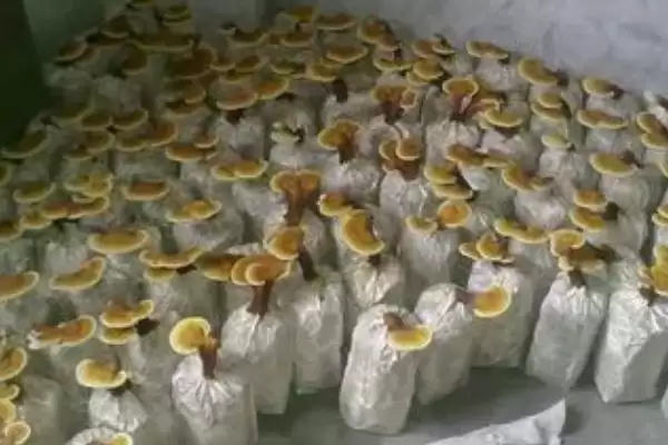 图片[3]-灵芝高产要点大揭秘，接种前灭菌处理关键步骤解读-会东网