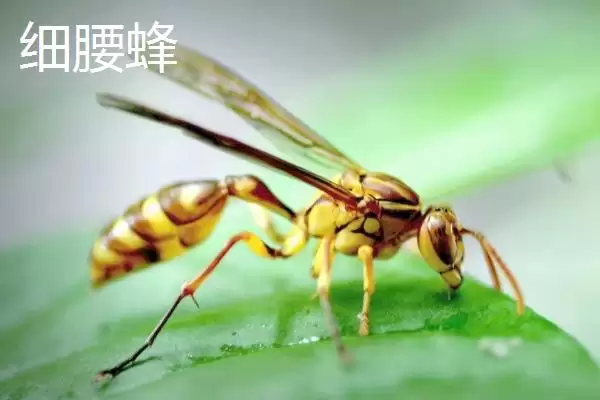 图片[2]-细腰蜜蜂品种揭秘，细腰蜂等常见品种受瞩目-会东网