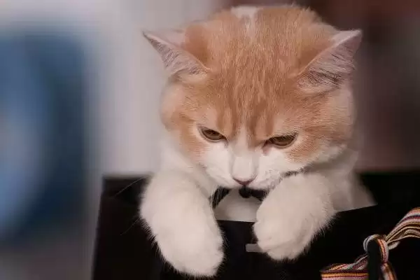 图片[3]-猫咪心肌肥大症危害揭秘，或致猫咪猝死风险解析-会东网