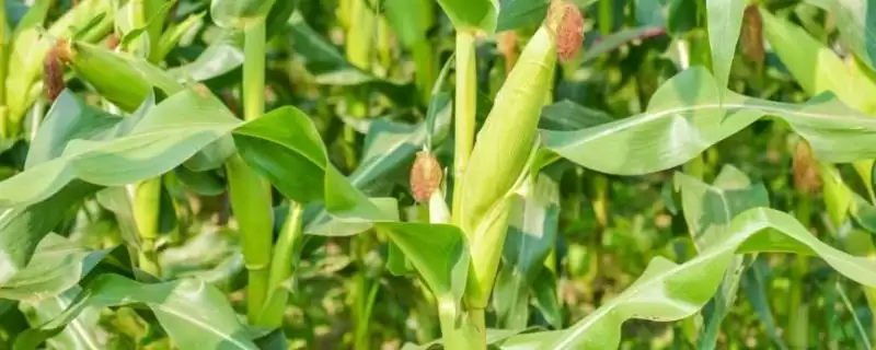 蒙龙213玉米种子特征曝光，134.8天出苗至成熟期-会东网