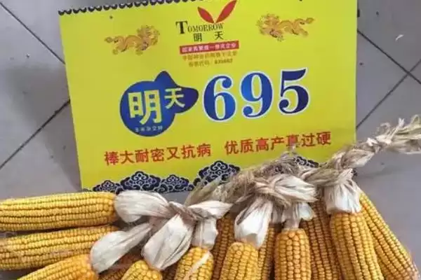 图片[4]-明天695特征特性揭秘，109天左右生育期成焦点-会东网