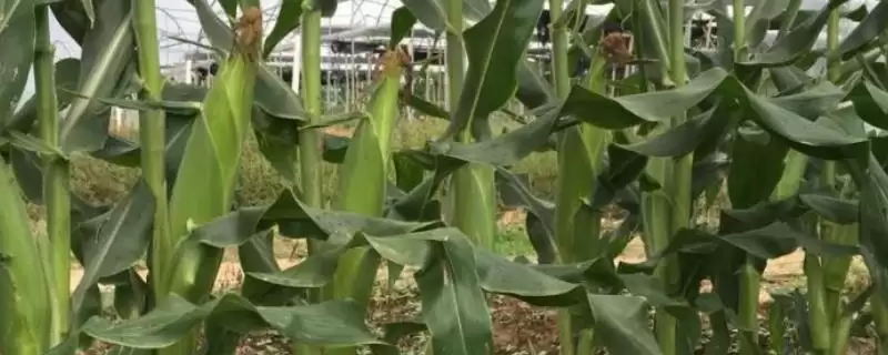 京科183玉米种子特性揭秘,湘北3月底到4月初播种时间公布-会东网
