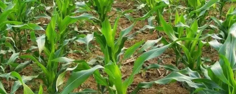 嫩单17玉米种子介绍,防治大斑病要点需关注-会东网
