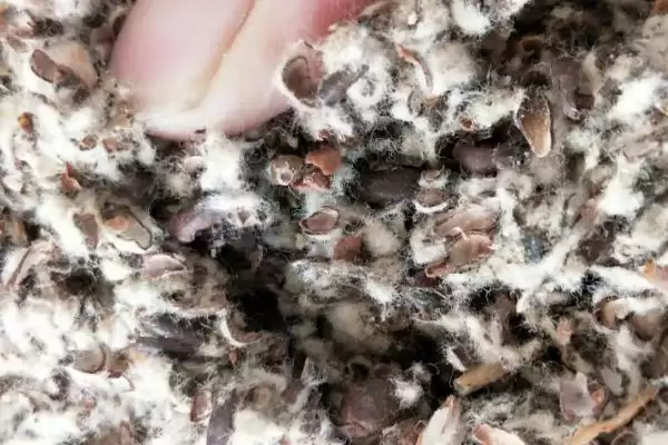 图片[4]-桑黄怎么种植和管理，培养料消毒后接种、养护的要点-会东网