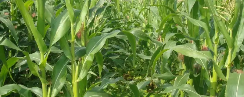 三盛382玉米种子简介,每亩5000株种植密度的确定依据-会东网