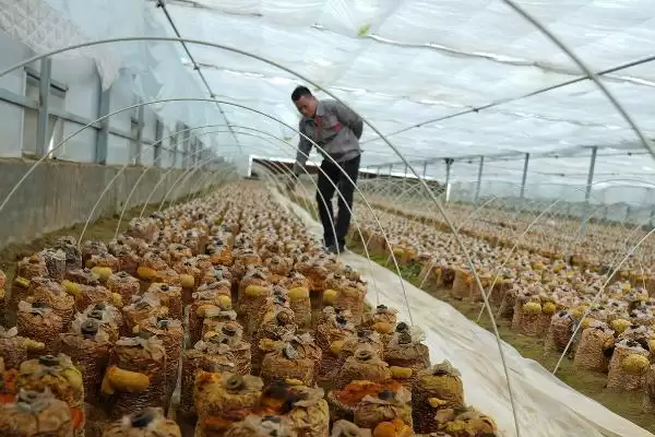 图片[3]-桑黄怎么种植和管理，培养料消毒后接种、养护的要点-会东网