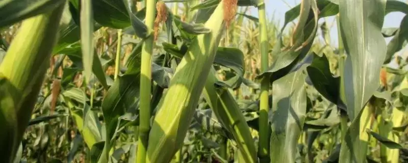 壳盛5066玉米种子特性曝光，中抗茎腐病特性要点公布-会东网