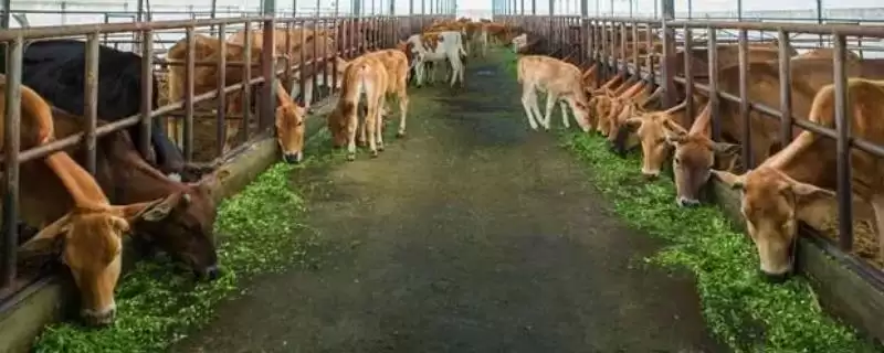 牛不爱吃草食欲不振原因解析，找准原因是关键-会东网