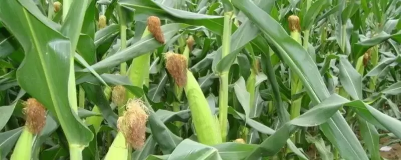 绥科玉702玉米种子介绍，在适应区4月30日左右播种-会东网