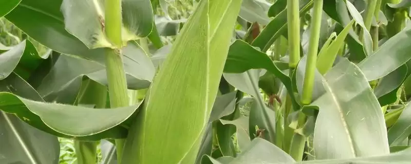 庆单11玉米品种特性，中等以上肥力地块种植要点-会东网