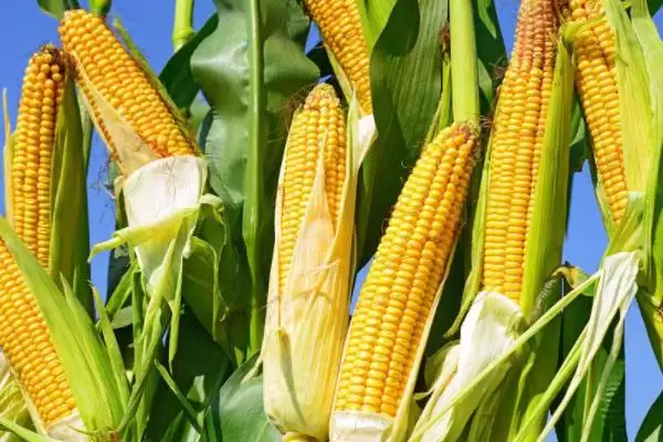 图片[3]-九圣禾686玉米种登场，中抗茎腐病特性要点公布-会东网