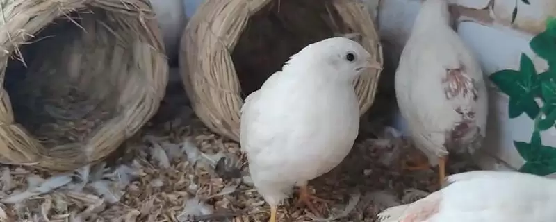 芦丁鸡室内养殖引关注,细菌问题及通风换气要点解读-会东网