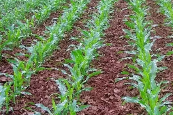 图片[4]-龙单142玉米种子特性曝光，幼苗期第一叶鞘紫色特征揭秘-会东网