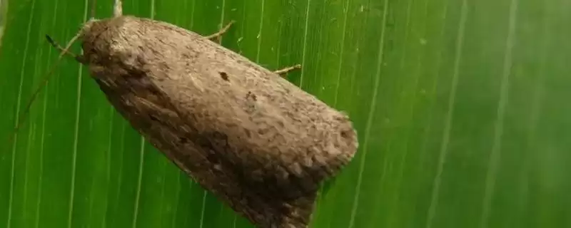 什么时候防治二点委夜蛾效果好,玉米出苗前防治的优势分析-会东网