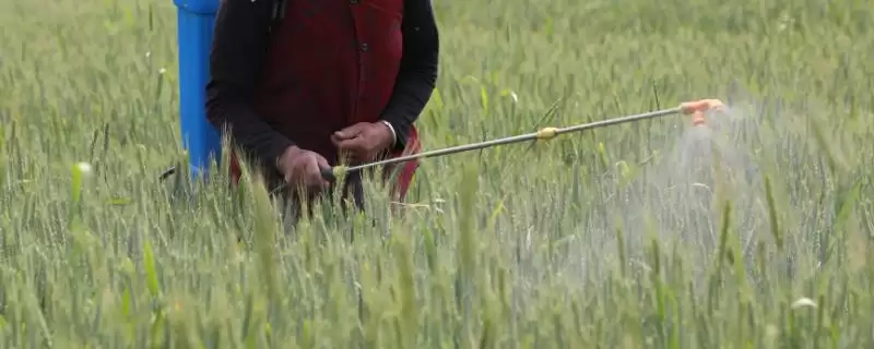 如何正确使用吡嘧磺隆，水稻幼苗期药害及使用要点-会东网