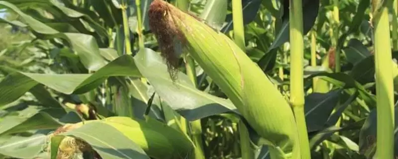 胜玉601（试验名称：胜玉601）玉米品种简介，发挥丰产潜力的要点-会东网