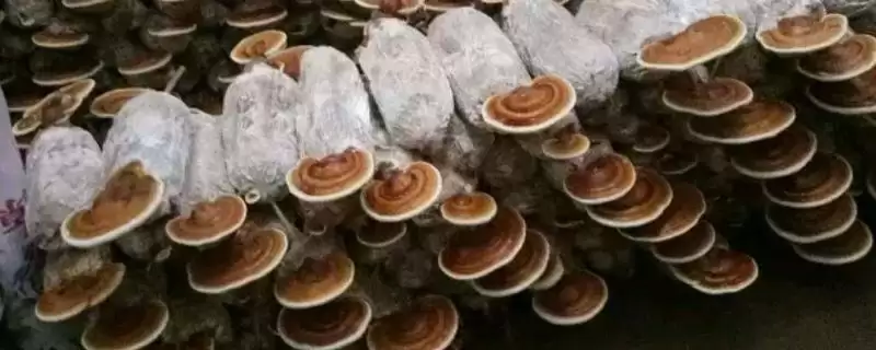 灵芝高产要点大揭秘，接种前灭菌处理关键步骤解读-会东网
