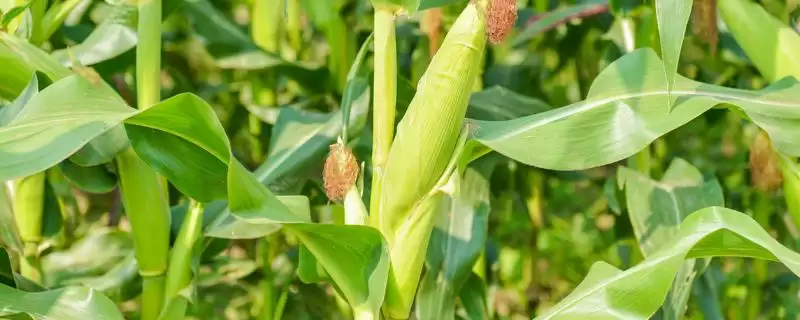 盛玉618玉米种子特点，4月下旬至5月上旬适宜播种期的确定-会东网
