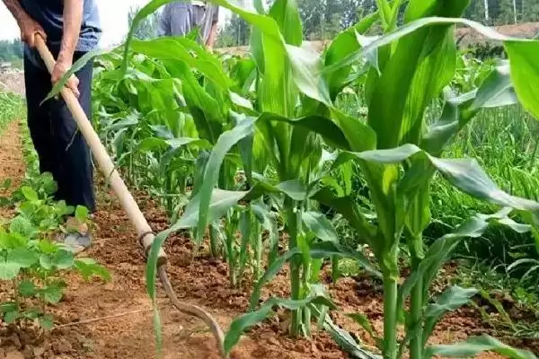 图片[4]-科沃9366玉米种子特性曝光，5月上旬依气候播种要点解读-会东网