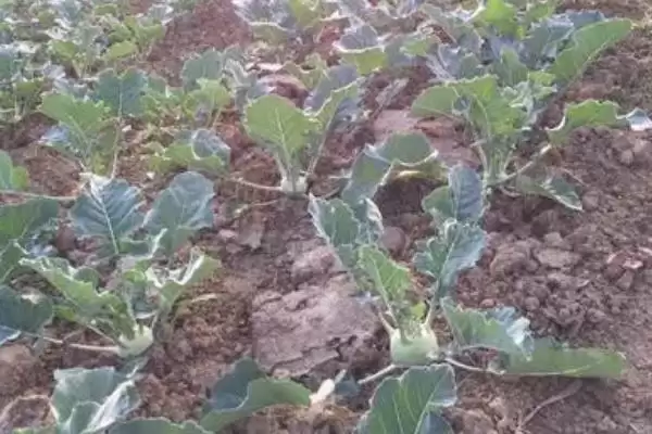 图片[2]-苤蓝怎么种植？如今种植的人为何比较少-会东网
