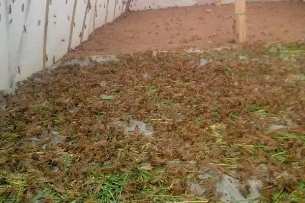 图片[3]-蚂蚱食物揭秘，以植物叶片为食特性受关注-会东网
