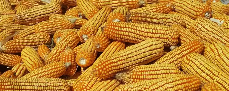 连胜208玉米种子特性揭秘,大喇叭口期防玉米螟要点解读-会东网