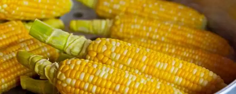 九圣禾686玉米种登场，中抗茎腐病特性要点公布-会东网