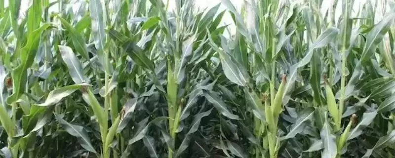 美联821玉米种子特征曝光，中抗茎腐病优势受瞩目-会东网