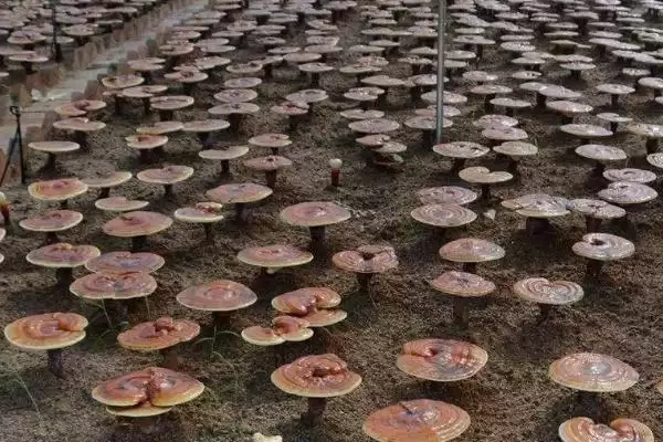 图片[5]-灵芝高产要点大揭秘，接种前灭菌处理关键步骤解读-会东网