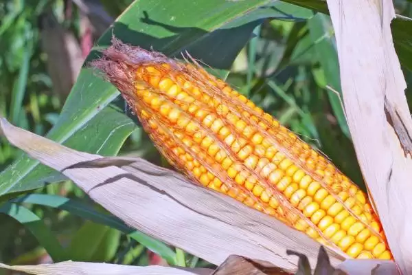 图片[3]-蠡玉21玉米种子特性揭秘，99天生育期时长曝光-会东网
