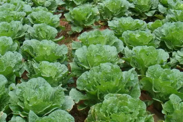 图片[7]-立秋后农作物种植揭秘，油菜、红菜苔、萝卜等推荐解读-会东网