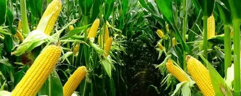 隆单1604玉米品种特性曝光，中抗灰斑病特性要点公布-会东网