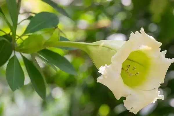 图片[7]-曼陀罗花语揭秘，无间与死亡之爱寓意全解析-会东网