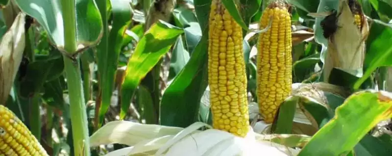 普糯1号玉米种子特征特性，中上等肥力地块种植的要点-会东网