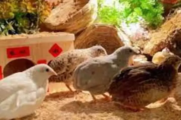 图片[5]-芦丁鸡室内养殖引关注，细菌问题及通风换气要点解读-会东网
