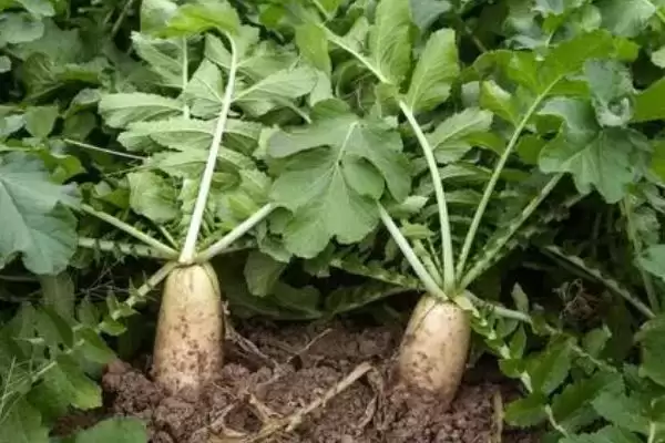 图片[4]-立秋后农作物种植揭秘，油菜、红菜苔、萝卜等推荐解读-会东网